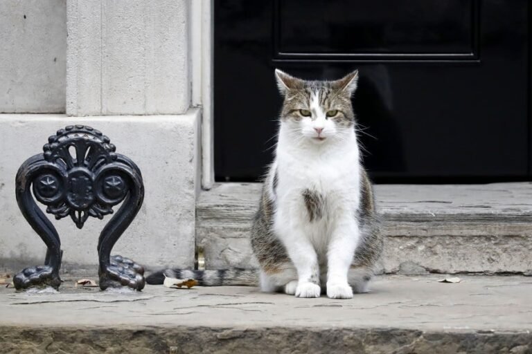 larry The Cat Downing Street Death A Plan To Announce The Death.